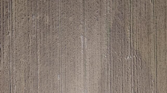 An aerial drone view captures the organized, textured patterns of cultivated field rows, highlighting agricultural precision and natural beauty for various design needs.