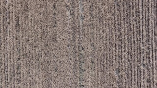 An aerial view captures textured patterns of a cultivated agricultural field, showcasing linear crop rows and dry stubble, representing farming practices.