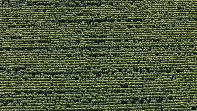 An aerial top-down view of a vast agricultural field with rows of growing sunflowers, showcasing organic patterns and natural textures.