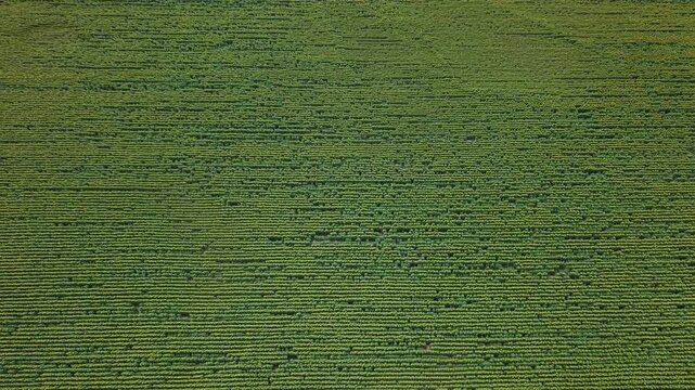 An aerial perspective captures the uniform rows of a vast green sunflower field, emphasizing symmetry, nature, and agricultural patterns.