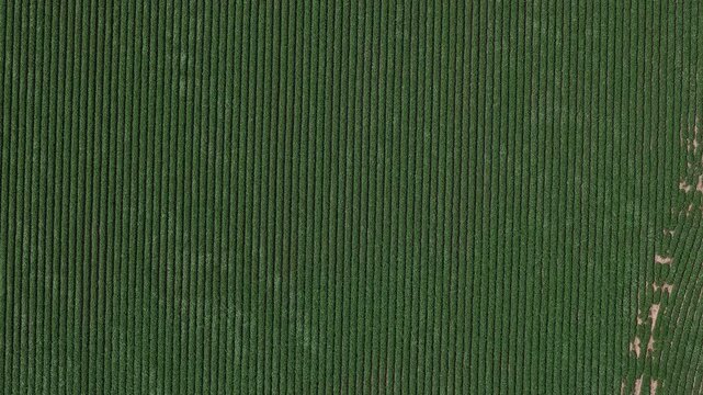 An organized aerial view of neatly planted green crop rows in an agricultural field, showcasing a uniform pattern.