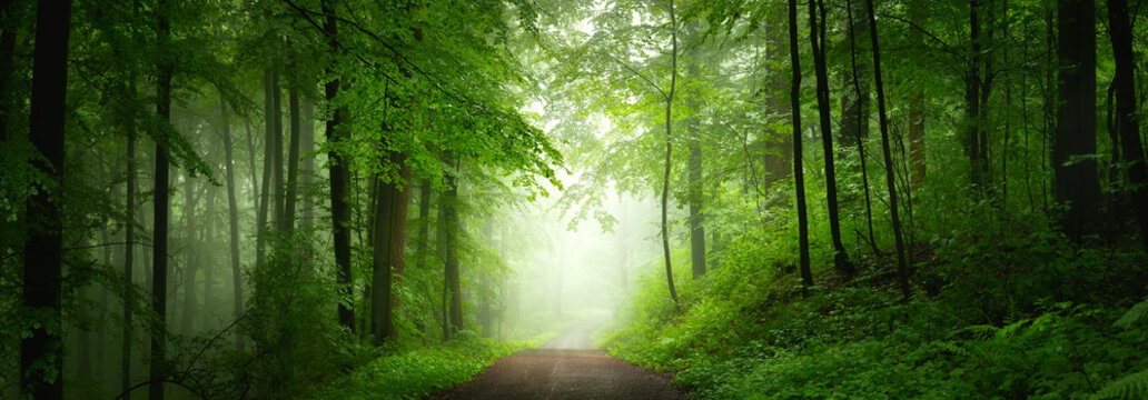 Picturesque dreamy scenery with fog in a green forest. A pleasant panoramic landscape with freshness, depth and tranquil beauty
