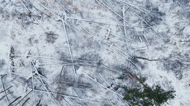 Top view fallen trunks creating striking natural patterns across frozen ground.