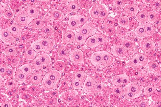 Cellular Structure in Pink Stain Under Microscope with Purple Nuclei Details