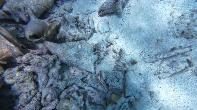 Documentary-style underwater perspective, showcasing a diver's interaction with brain coral, sponges, and queen conch shells in a clear reef environment looking for octopuses