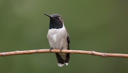 Fototapeta premium Shiny Hummingbird Perched on a Branch with Soft Green Background