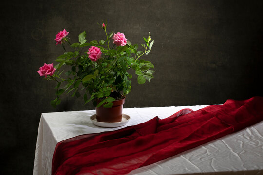 Still life with a rose bush in a pot on a table