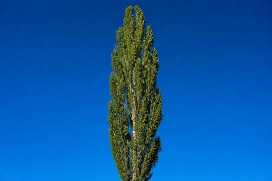 A single tall poplar tree against a clear blue sky.