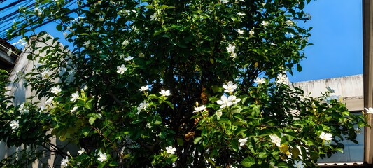 Fototapeta premium Healthy green tree growing in a residential garden under bright sunlight.