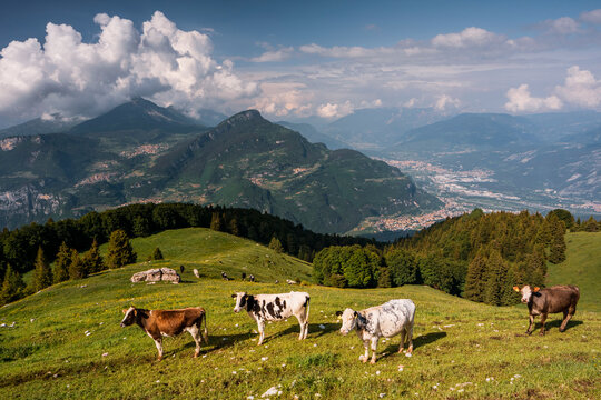 Cows grazing on a mountain meadow, showcasing nature tourism and alpine exploration, Monte Baldo Natural Park, Campel refuge, Brentonico, Trentino, Veneto, Italy.