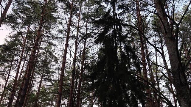 Pines, spruce trees and juniper grow in the forest. The ground are covered with moss. Deadwood lies in places. Evening twilight is falling. Cloudy autumn weather