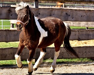 Beautiful brown and white miniature pony with a thick shaggy mane running energetically in a sunlit wooden paddock during a bright and clear spring day © Muhammad