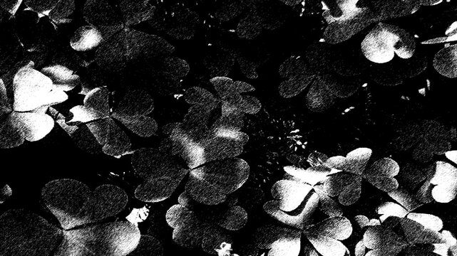 Abstract high contrast black and white background featuring clover or shamrock leaves with a gritty textured grunge effect, perfect for edgy artistic backgrounds.