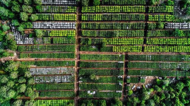 Aerial drone view of a well-organized snail farm in the countryside, showcasing sustainable agriculture, structured farming operations, and detailed rural business infrastructure.

