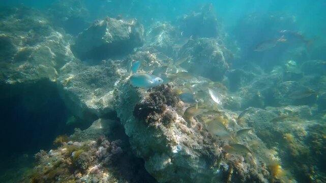 Underwater view of the rocky Mediterranean seabed, with small fish swimming among algae covered stones in clear turquoise water