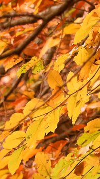 Forest floor covered with fallen autumn leaves illuminated by the sun shining through the trees.