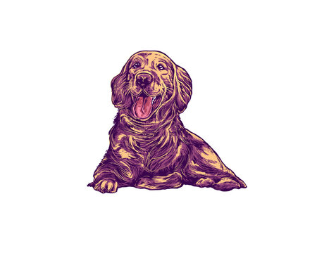 cocker spaniel puppy