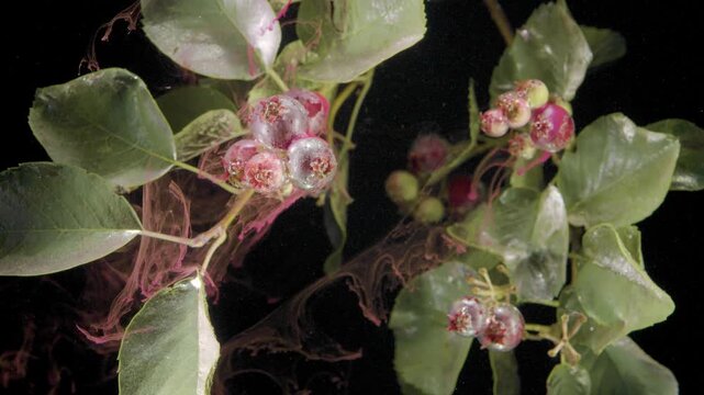 Panoramic close macro view shows clustered chokeberry fruit on thin stems, broad glossy green leaves, and pink liquid filaments suspended through deep black negative space, with berry, chokeberry