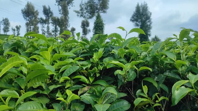 Close up of green tea leaves on a lush tea plantation in Nelliyampathy, Palakkad, Kerala