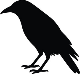 Fototapeta premium Raven silhouette and crow bird and black and side view