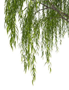 Isolated weeping willow trees branches on transparent backgrounds 3d illustrations png