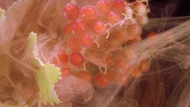 Closeup motion of ripe red currant clusters with pale green leaf submerged in studio liquid tank as translucent plumes, cloudy streaks, and soft bubbles drift around glossy fruit in detailed