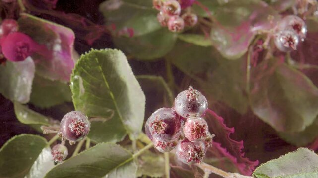 Macro view of chokeberry cluster with dark purple berries, clinging water droplets, residual dried calyxes, and oval green leaves, captured in soft diffuse light with rich botanical texture
