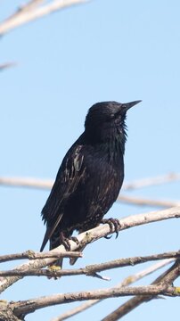 The common starling (Sturnus vulgaris) singing on a branch in summer