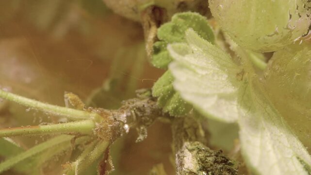 Extreme close-up of gooseberry fruits, serrated leaves, fuzzy stems, and tiny water droplets, lit by warm diffuse backlight that reveals translucent skin, soft glow, rich texture, and fresh