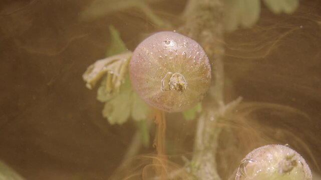 Botanical close-up of wet gooseberry bud with clustered droplets, fine hairs, glossy surface, and warm diffuse light creating soft highlights, muted tones, shallow depth, natural texture, and calm
