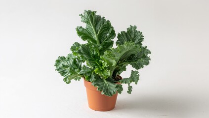 Fototapeta premium Curly Kale Plant in Terracotta Pot - Minimal Background, Fresh Green Colors