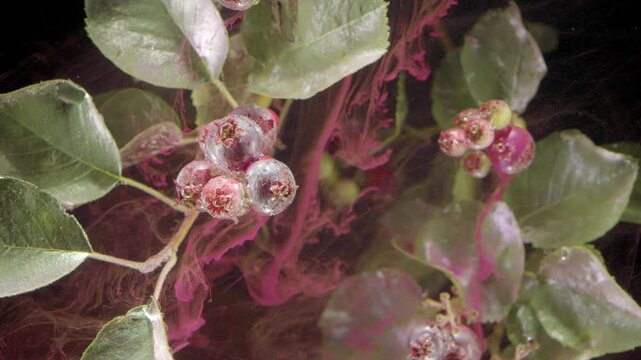 Macro view of chokeberry clusters on leafy stems, showing glossy purple berries with dew, green ripening fruit, magenta filaments, dried sepals, soft highlights, and deep dark background