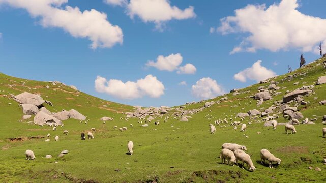 Flock of sheep grazing on green mountain meadow. Livestock in Kareri Lake, Dharamshala, Himachal