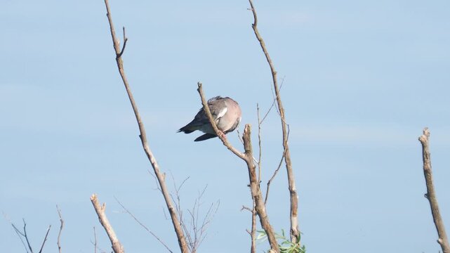 Common wood pigeon (Columba palumbus) grooming and singing on a branch in a swamp