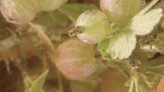 Detailed close view of unripe gooseberry cluster with pale green fruit, fine hairs, serrated leaves, and tiny droplets, set against soft warm light for fresh botanical texture, with gooseberry, berry