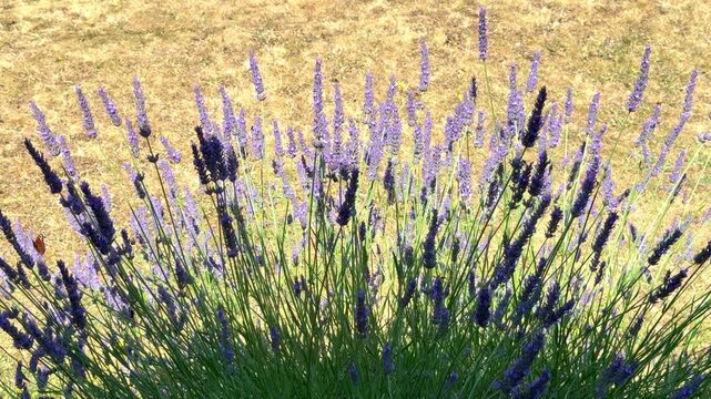 Closeup nature scene in summer of a lavender bush with a beautiful butterfly joining multiple bees to feed on the flower nectar.