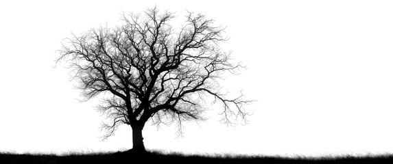 Fototapeta premium Silhouetted Tree with Bare Branches Against a White Background