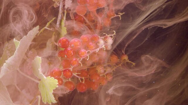 Close-up macro view of red currant cluster on thin stems with pale green serrated leaves as layered translucent pink peach amber veils drift around fruit, creating soft contrast, glossy texture, and