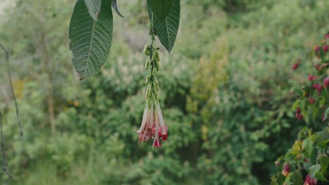 Cluster of Bolivian fuchsia flowers in the wild