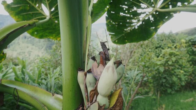 Giant leaves of Alocasia macrorrhiza and its flower, viewed from below in a natural landscape