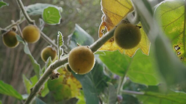 Lulo (or naranjilla) fruits on the tree Solanum quitoense