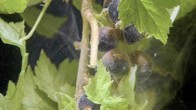 Macro motion scene of dark black currants attached to fuzzy woody stem, surrounded by serrated translucent green leaves while fine pollen and dust particles drift gently through soft light