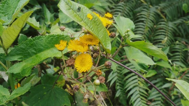 Yellow flower in bud Pulicaria flowers sunflower family or false fleabane in forest green county 