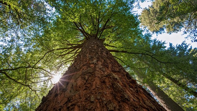 Looking Up at a Tall Tree in a Lush Forest with Sunlight Filtering Through Leaves