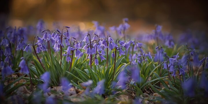 Purple Flowers Blooming in a Forest Clearing During Spring Evening Light