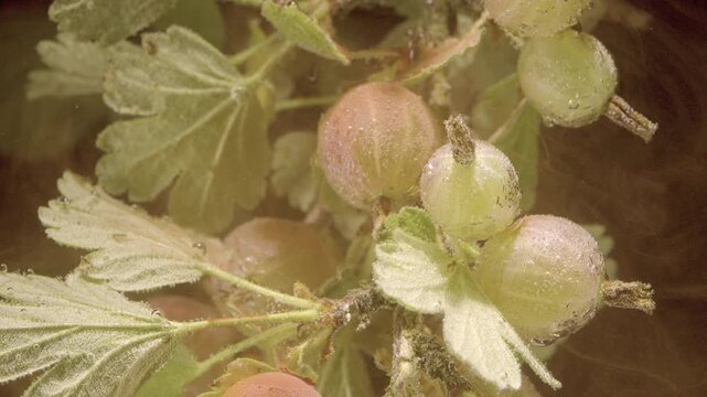 Macro scene showing clustered gooseberries at varying ripeness, with fuzzy green fruit, pinkish highlights, water droplets, textured leaves, and gentle natural contrast in calm garden setting