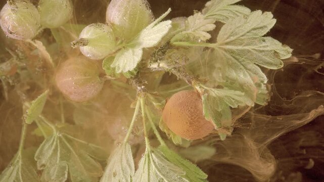 Close-up macro motion scene of gooseberry cluster and lobed downy leaves immersed in viscous amber-tinted liquid, showing translucent pale green and ripening brown berries attached to thin stems