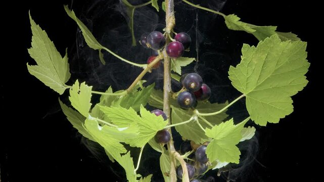 Close-up botanical scene showing vertical woody twig carrying clustered currants in mixed ripeness, from red purple to deep black purple, with glossy serrated leaves and strong dark background