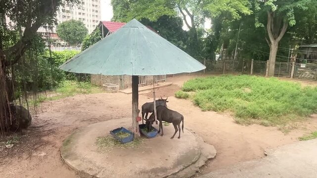 Two blue wildebeests eating fresh green fodder from a trough under a conical shade structure in an open-air enclosure at the Saigon Zoo and Botanical Gardens, Vietnam