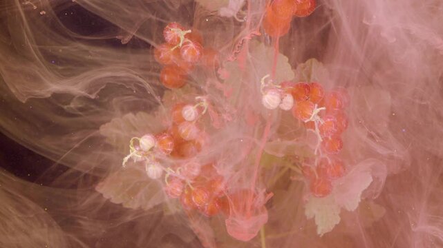 Bright red currant clusters float within contained pink and peach pigment dispersion, surrounded by soft veils, flowing ribbons, glossy highlights, and elegant organic contrast, with red, currant